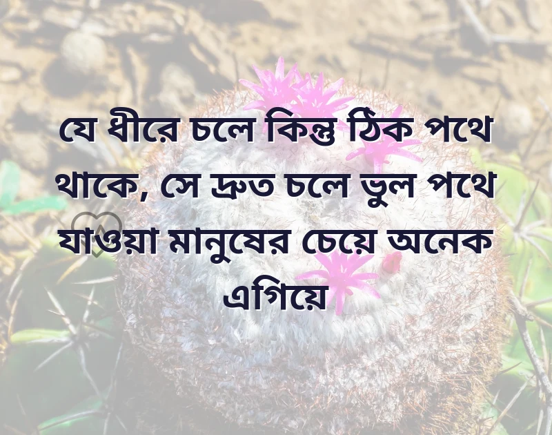 শেয়ার করার মতো ছবি