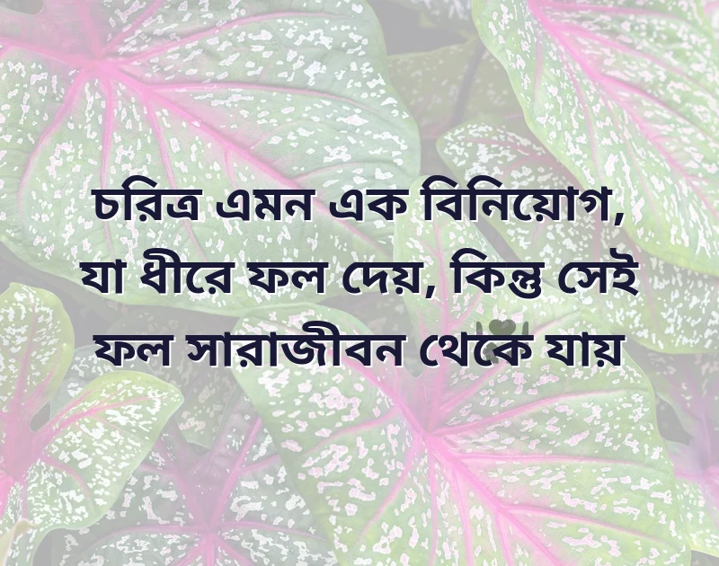 মন ছুঁয়ে যাওয়া ছবি