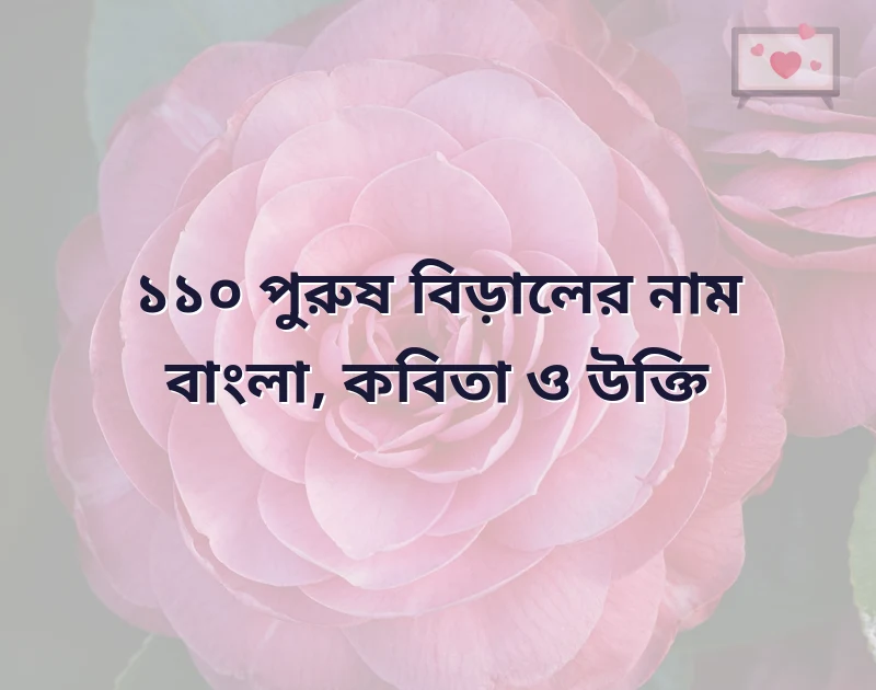 পুরুষ বিড়ালের নাম বাংলা