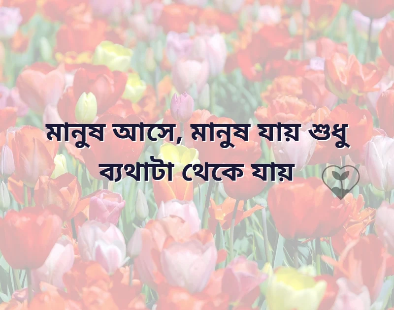 সুন্দর একটি ছবি