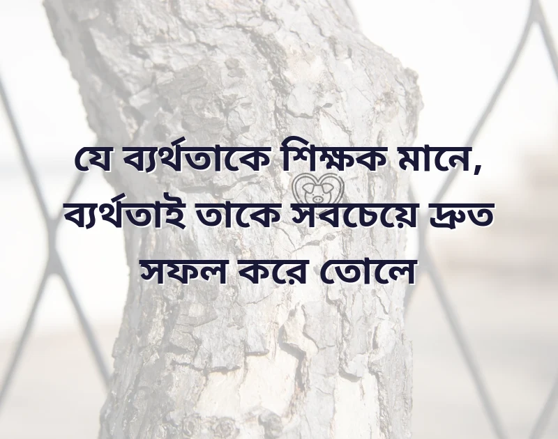 সুন্দর একটি ছবি