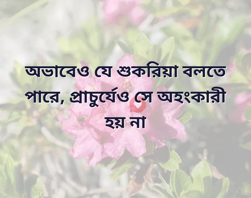 মন ছুঁয়ে যাওয়া ছবি