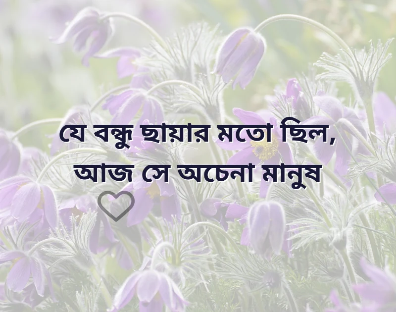 শেয়ার করার মতো ছবি