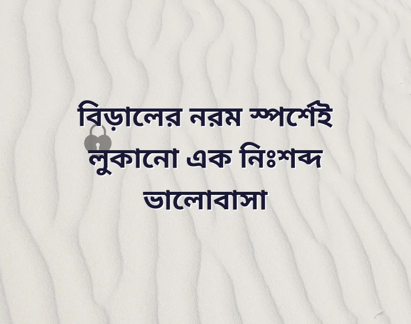 বিড়ালের প্রতি ভালোবাসা