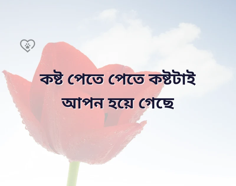 আকর্ষণীয় একটি ছবি
