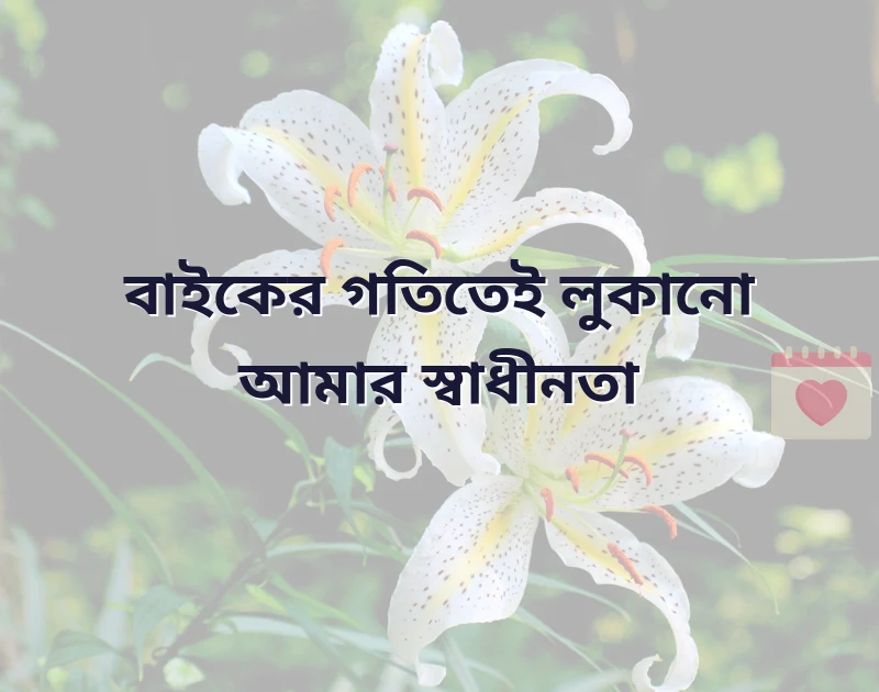 সুন্দর একটি ছবি