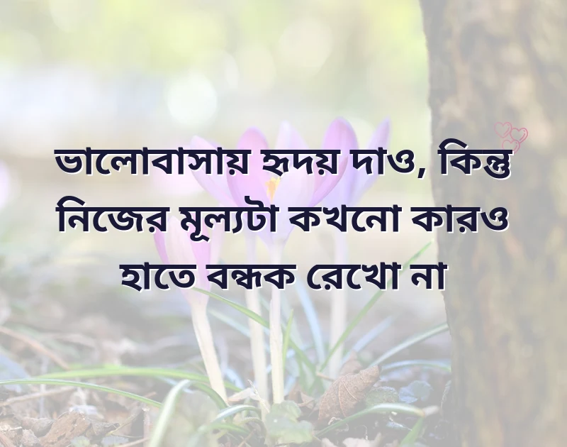সুন্দর একটি ছবি