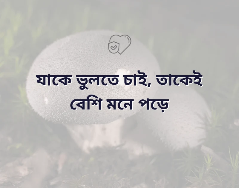 দারুণ একটি ছবি