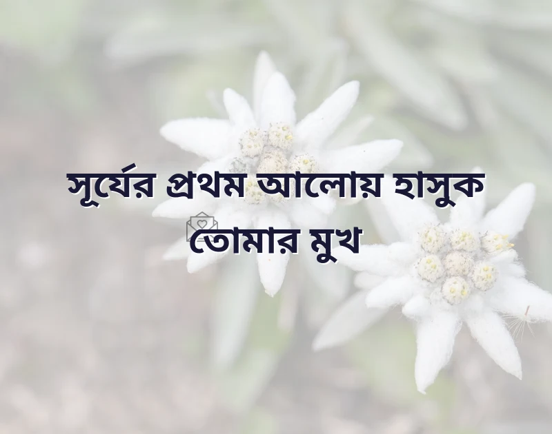 মন ছুঁয়ে যাওয়া ছবি