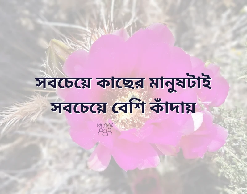 সুন্দর একটি ছবি