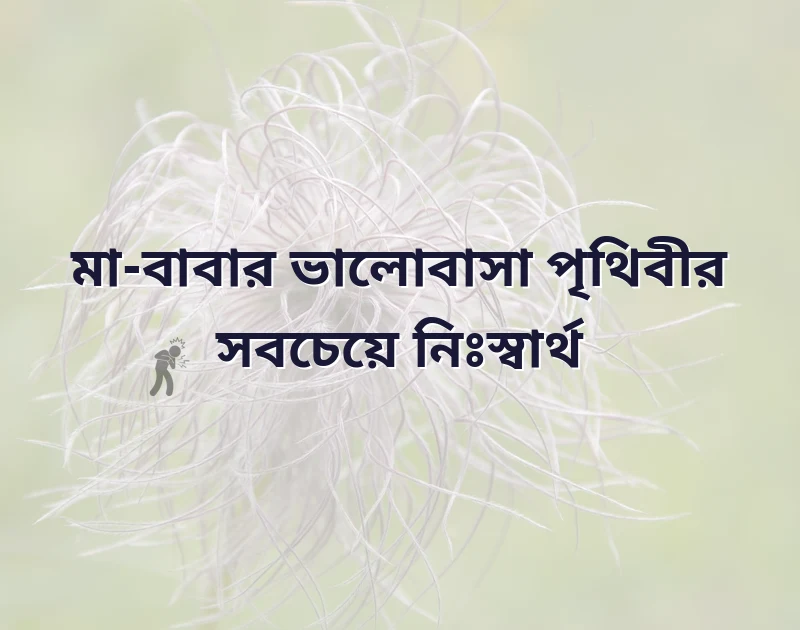 মন ছুঁয়ে যাওয়া ছবি