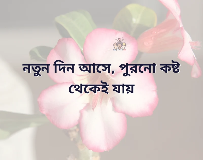 সুন্দর একটি ছবি