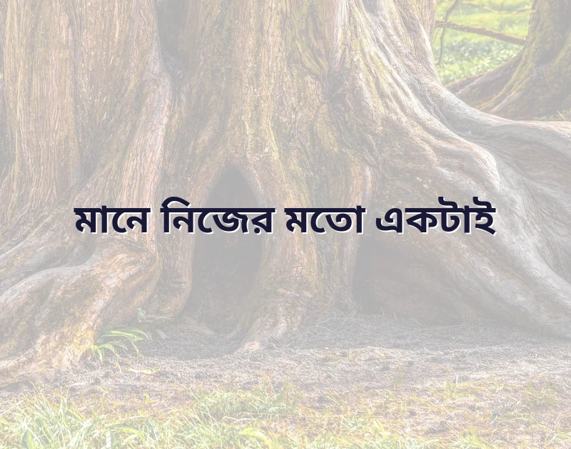 সুন্দর একটি ছবি