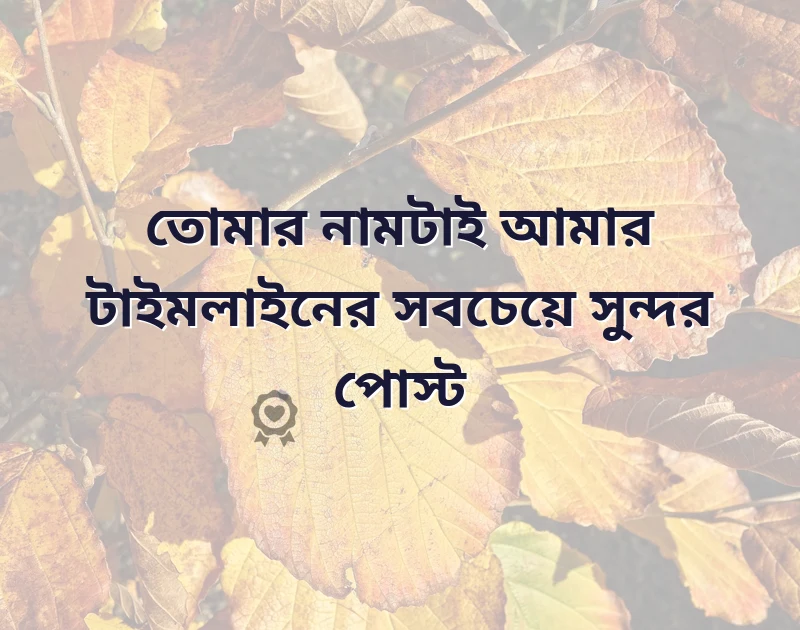 সুন্দর একটি ছবি