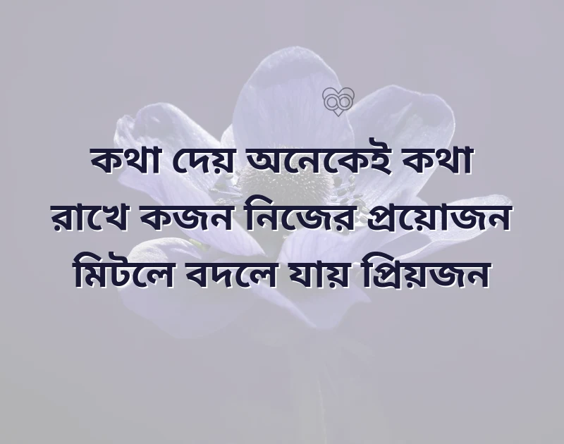 সুন্দর একটি ছবি