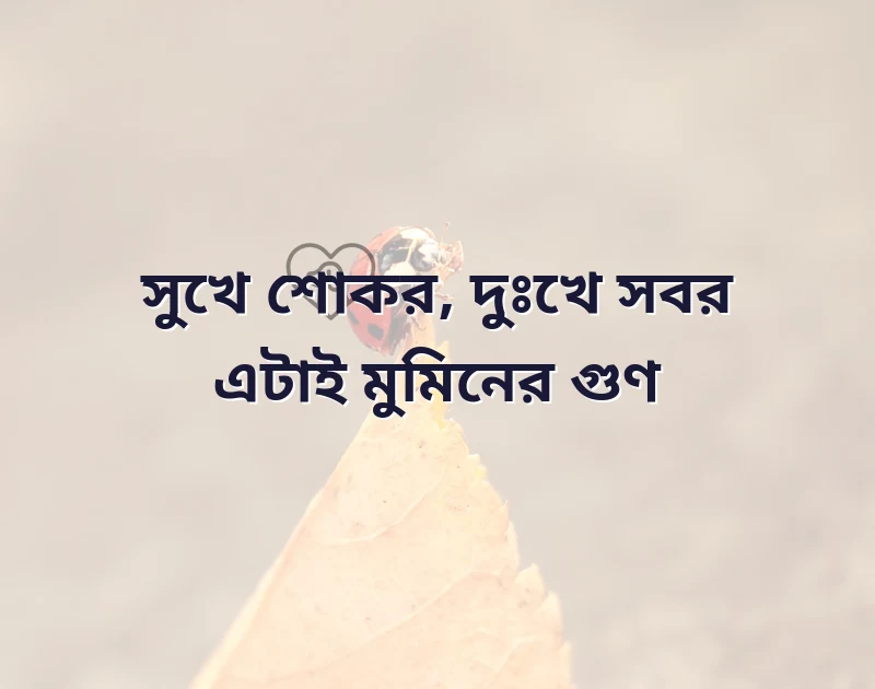 শেয়ার করার মতো ছবি